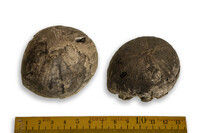 F 09956
<br/>
<br/>
<em></em>